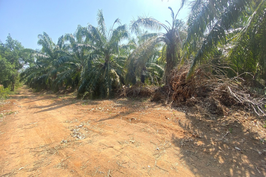 7 Rai of Flat land with Wonderful Mountain View for sale in Rawai, Phuket-9