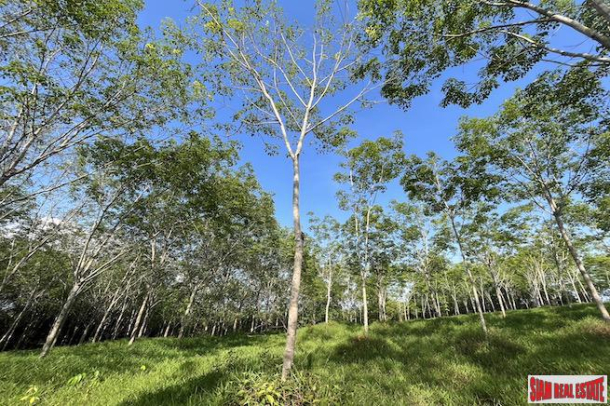 Nice 18+ Rai Land Plot with a Rubber Plantation for Sale in Takua Thung, Phang Nga-8