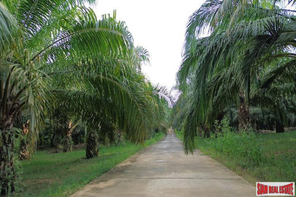 Majestic Mountain Views from this 22+ Rai Land Plot for Sale in Takua Thung-4